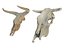 Teschio di animali Pack 2
