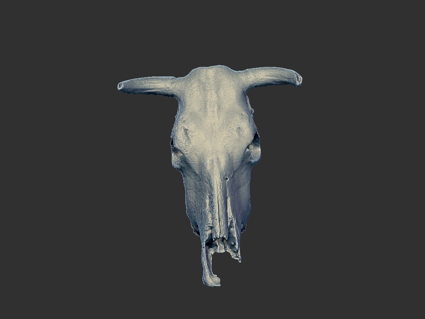3D animals skeleton skull pack https://p.turbosquid.com/ts-thumb/FN/rkO7hf/u2wWdR8Y/556/jpg/1591213672/1920x1080/fit_q87/4ac9bb38a38ab6f79bc55d547b0c81118ecdbc9f/556.jpg
