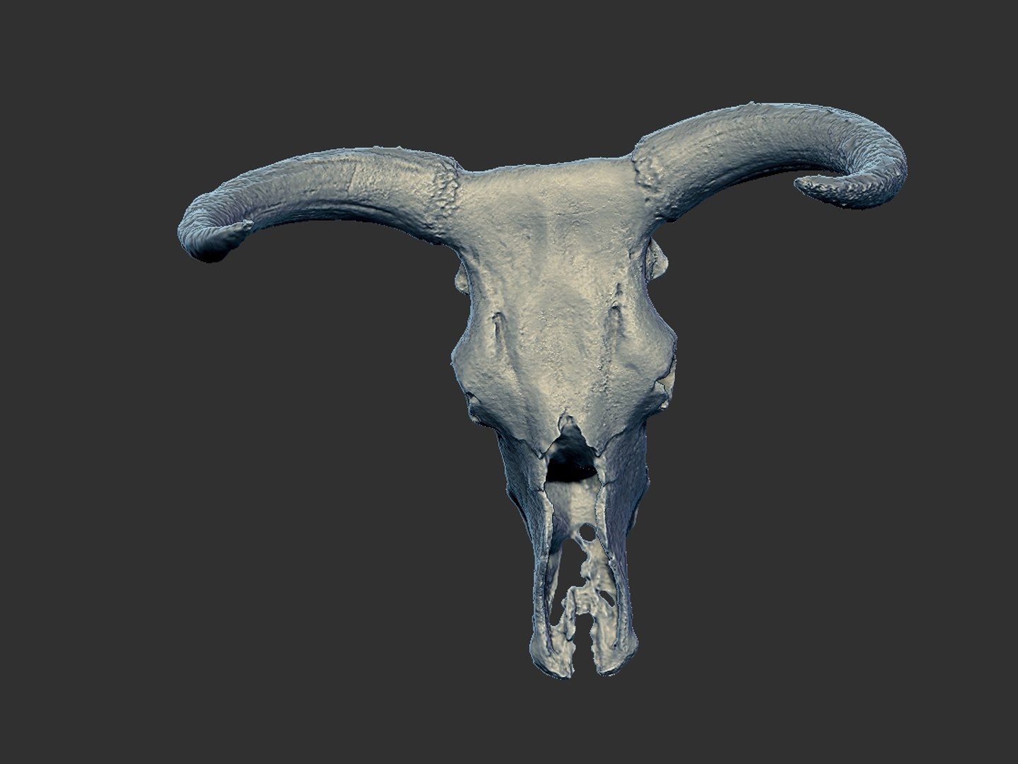 3D animals skeleton skull pack https://p.turbosquid.com/ts-thumb/FN/rkO7hf/wX1ZF4Y9/4456/jpg/1591213672/1920x1080/fit_q87/c3c102c3d7ea57418a6f902d96481431788d97c2/4456.jpg