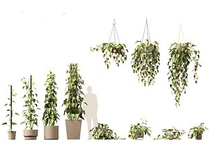 Philodendron scandens - Heart leaf philodendron