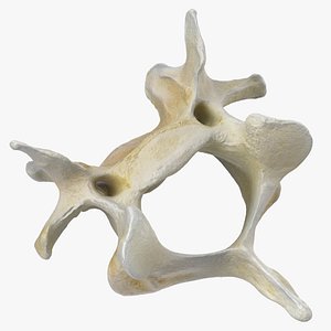 domestic cat cervical vertebrae 3D