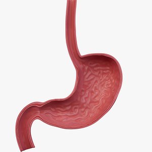 3D Stomach stomach anatomy  stomach wall