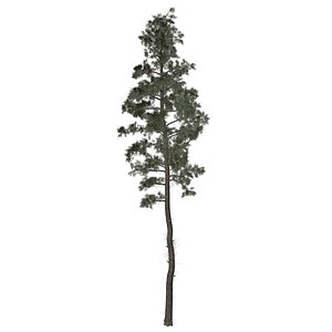 Scots Pine Tree - 07 -