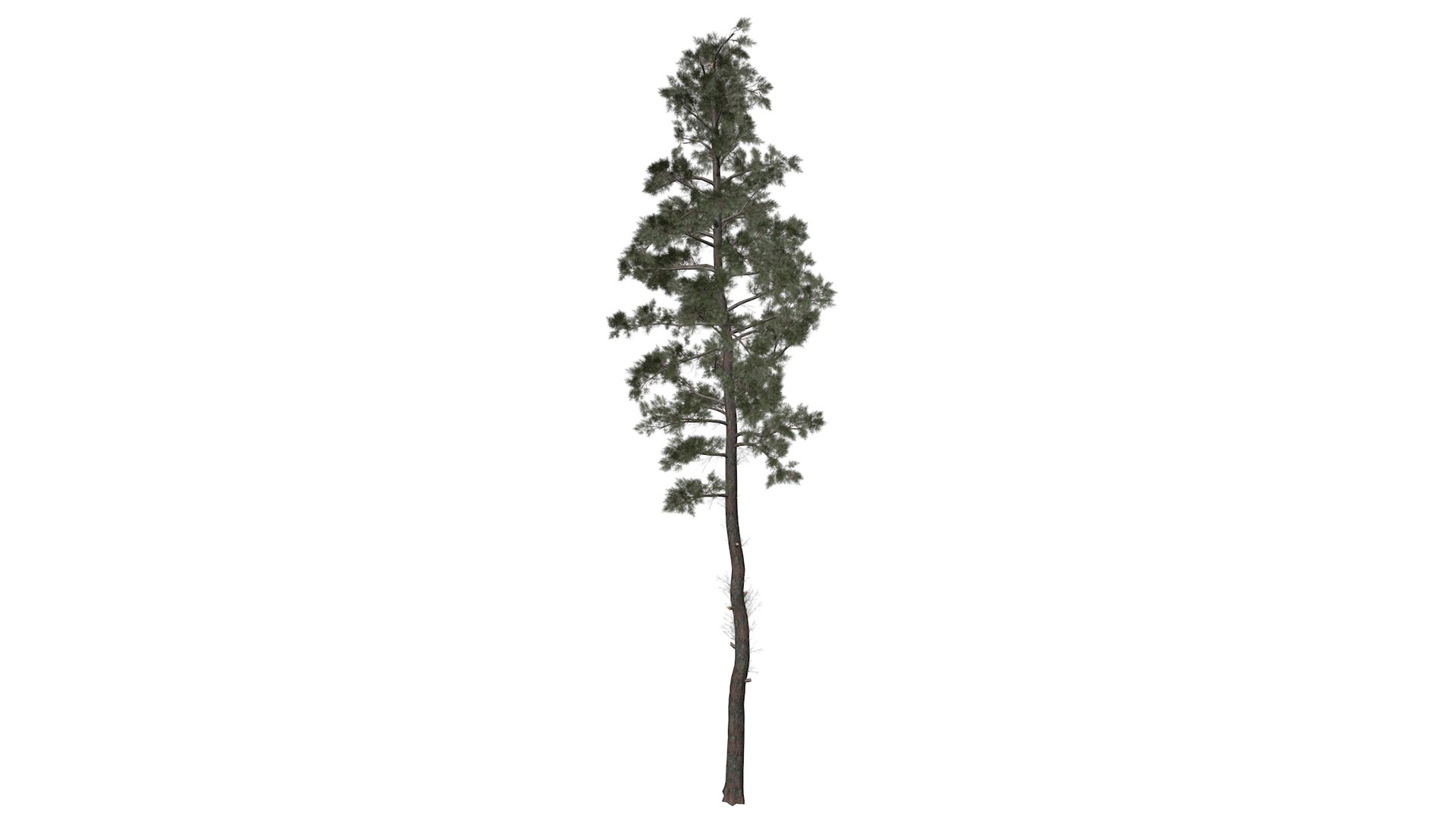 Scots Pine Tree Collection model https://p.turbosquid.com/ts-thumb/FO/NG1nQs/ki/scotspine_high30/png/1779174819/1920x1080/fit_q87/3db58c16e51b883259ec7fc31ac36a62e1befcda/scotspine_high30.jpg