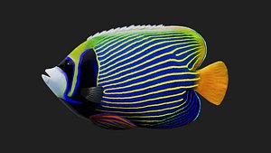 Butterflyfish 3D model