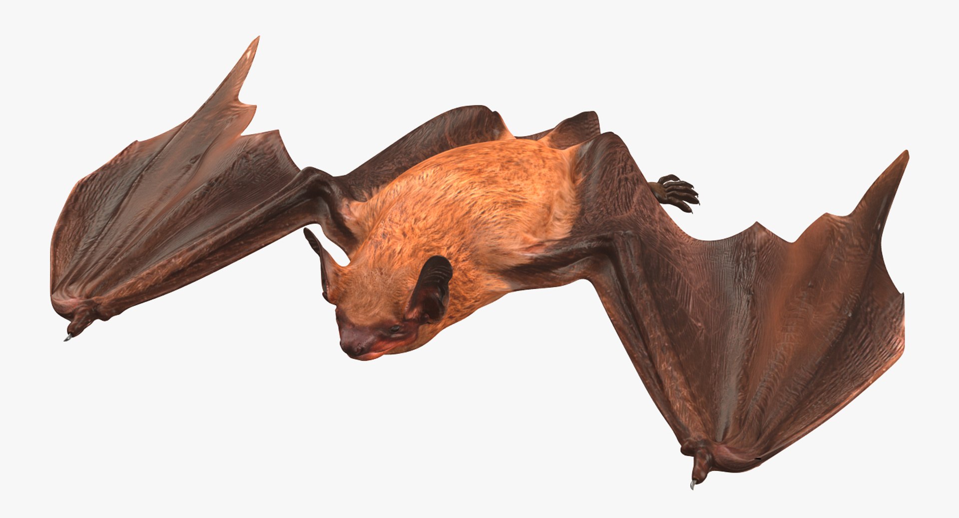 Bat Rigged 3d Model