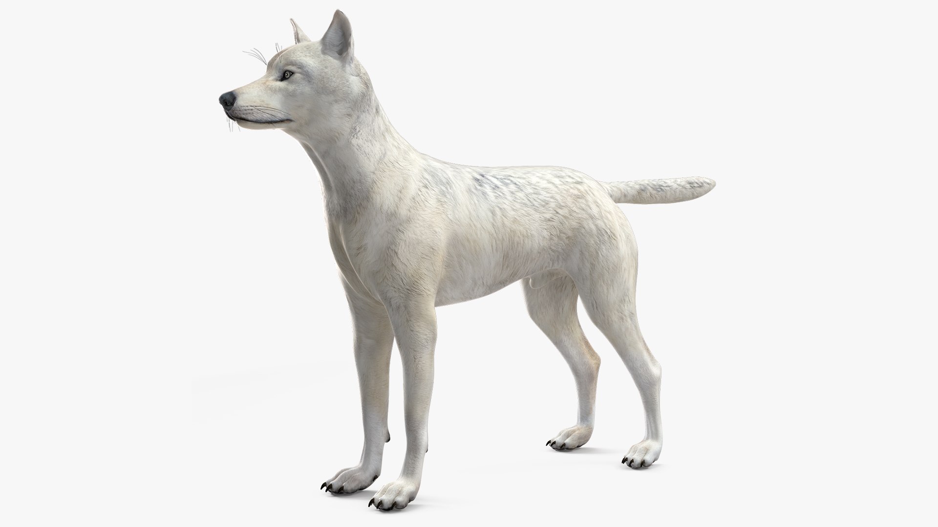 Canis Lupus Arctos 3D model preview