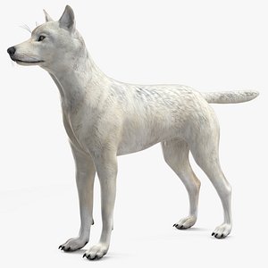 3D Canis Lupus Arctos