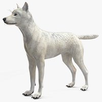 Canis Lupus Arctos