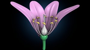 anther flower 3D model