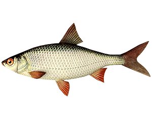 fish roach 3D model