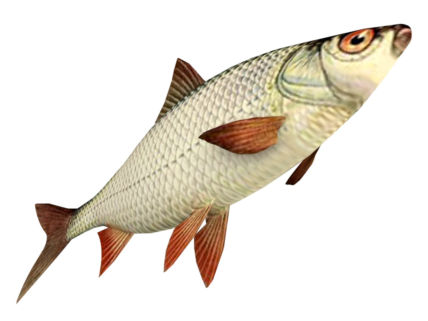 fish roach 3D model https://p.turbosquid.com/ts-thumb/FO/lYgzwu/kuA3DWyG/roach3/jpg/1599330233/1920x1080/fit_q87/2df7901034645586e2af02d576367a023a94490e/roach3.jpg