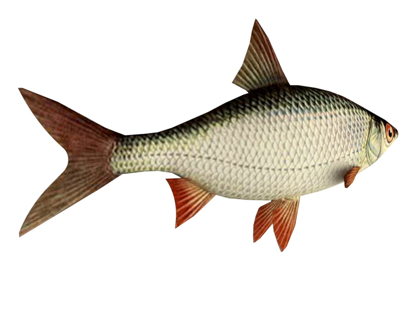 Fish Roach 3D Model - TurboSquid 1388267