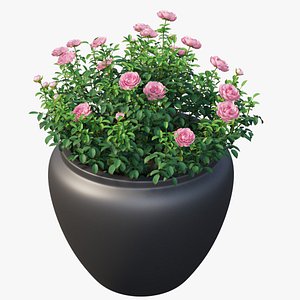 3D Rose plant in pot set 04 model