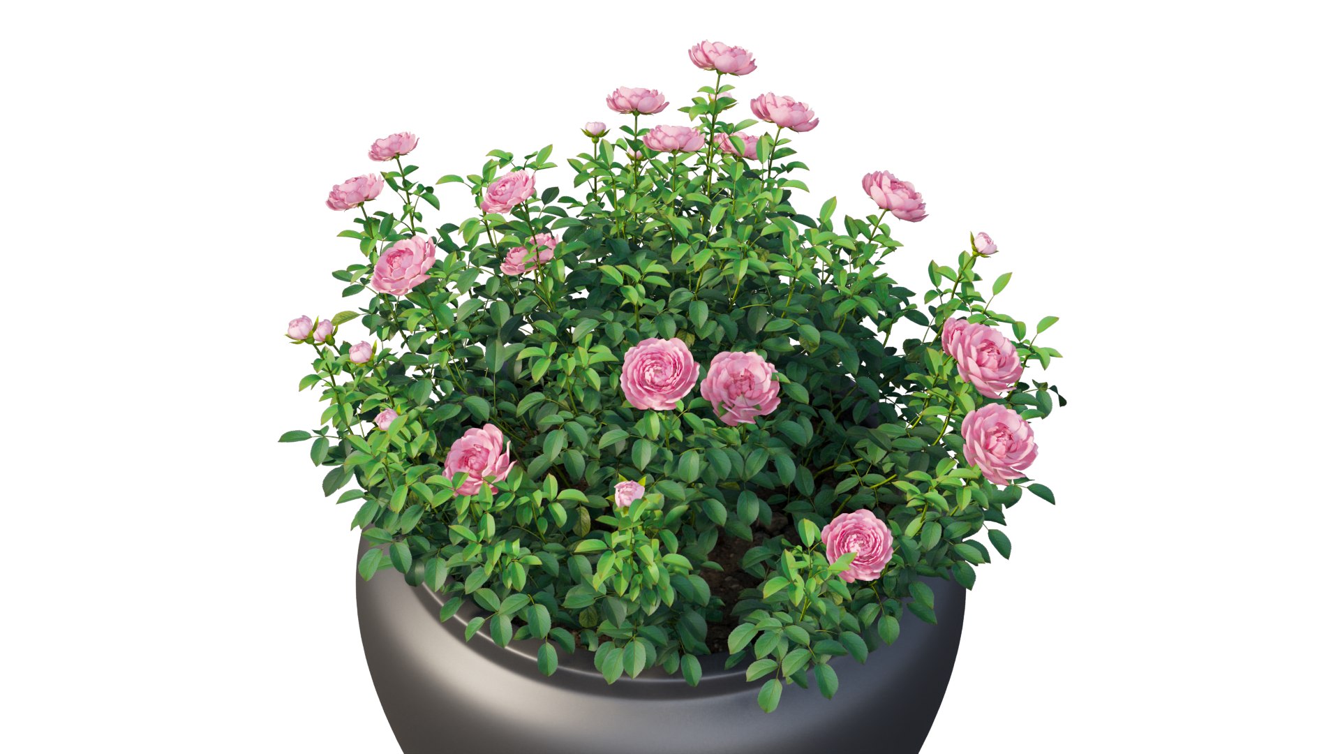 3D Rose Plant In Pot Set 04 Model - TurboSquid 1728115