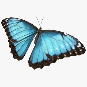 butterfly morpho peleides 3D model