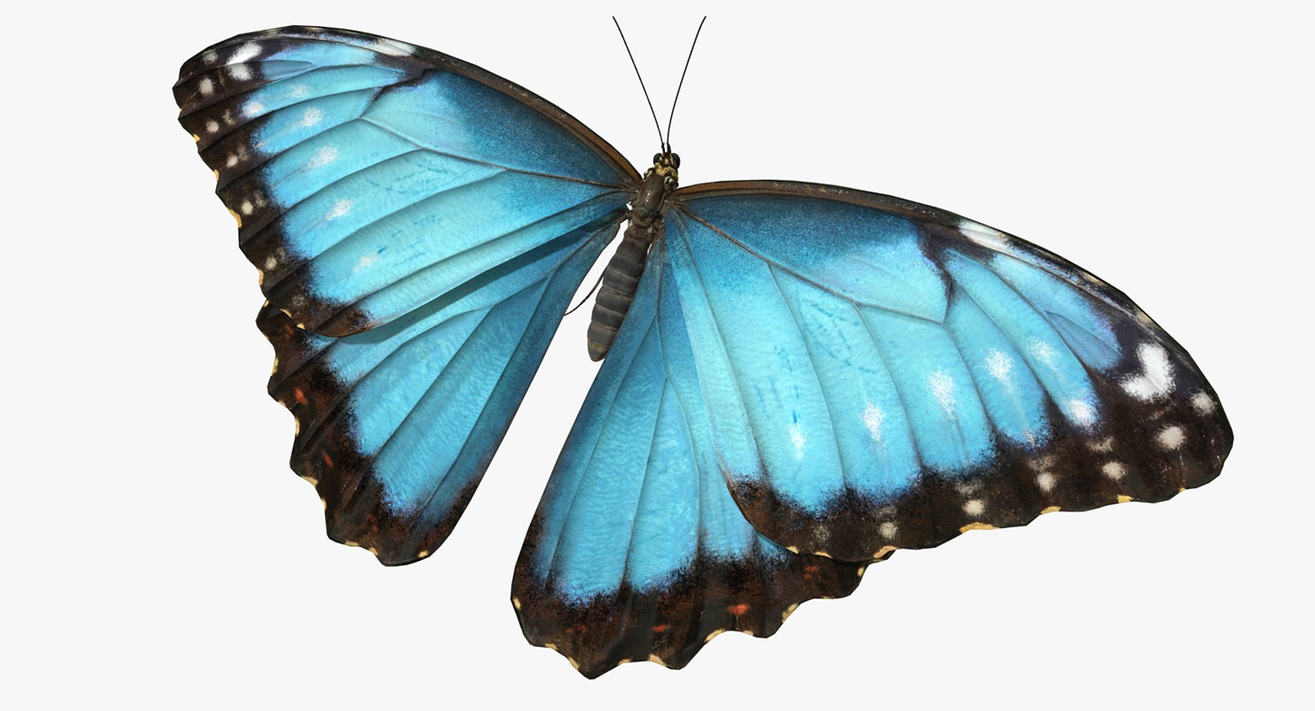 Butterfly Morpho Peleides 3D Model 3D model preview