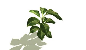 3d model of rubber plant