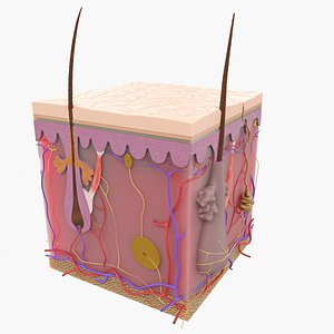 Skin Structure