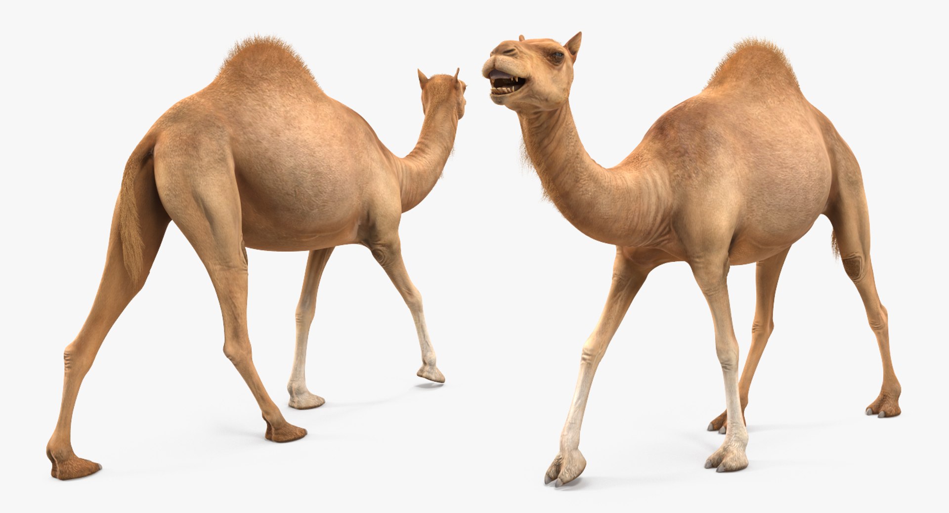 camel walking pose max https://p.turbosquid.com/ts-thumb/FP/2n6iH6/M2HicXbC/camelwalkingpose3dsmodel005/jpg/1487236843/1920x1080/fit_q87/a3838300bd1ff8db94d8d67aaa18990815474c6e/camelwalkingpose3dsmodel005.jpg