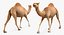 Chamel Walking Pose Modèle 3D