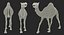 Chamel Walking Pose Modèle 3D