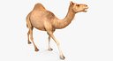 Camel Walking Pose 3D Model