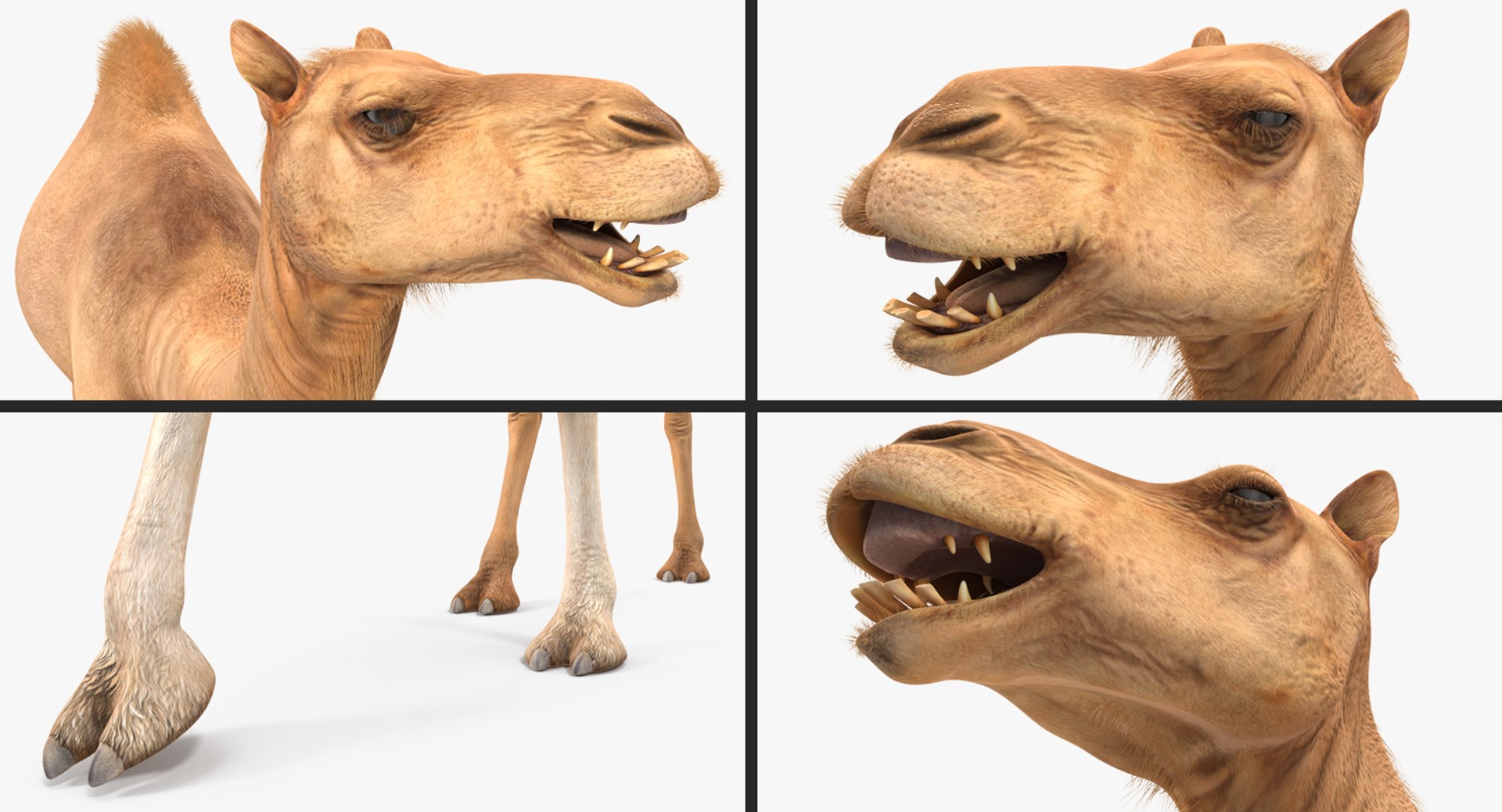 camel walking pose max https://p.turbosquid.com/ts-thumb/FP/2n6iH6/bHThZK2k/camelwalkingpose3dsmodel006/jpg/1487236843/1920x1080/fit_q87/ca8aa0a64fee4b1fa0beca0d980bcd6905a958c5/camelwalkingpose3dsmodel006.jpg
