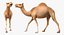 Chamel Walking Pose Modèle 3D