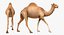 Chamel Walking Pose Modèle 3D