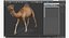 Chamel Walking Pose Modèle 3D