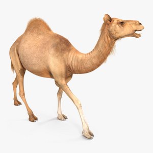 Camel Walking Pose 3D Model