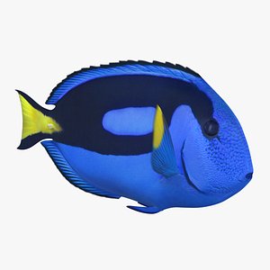 blue tang animation 3D