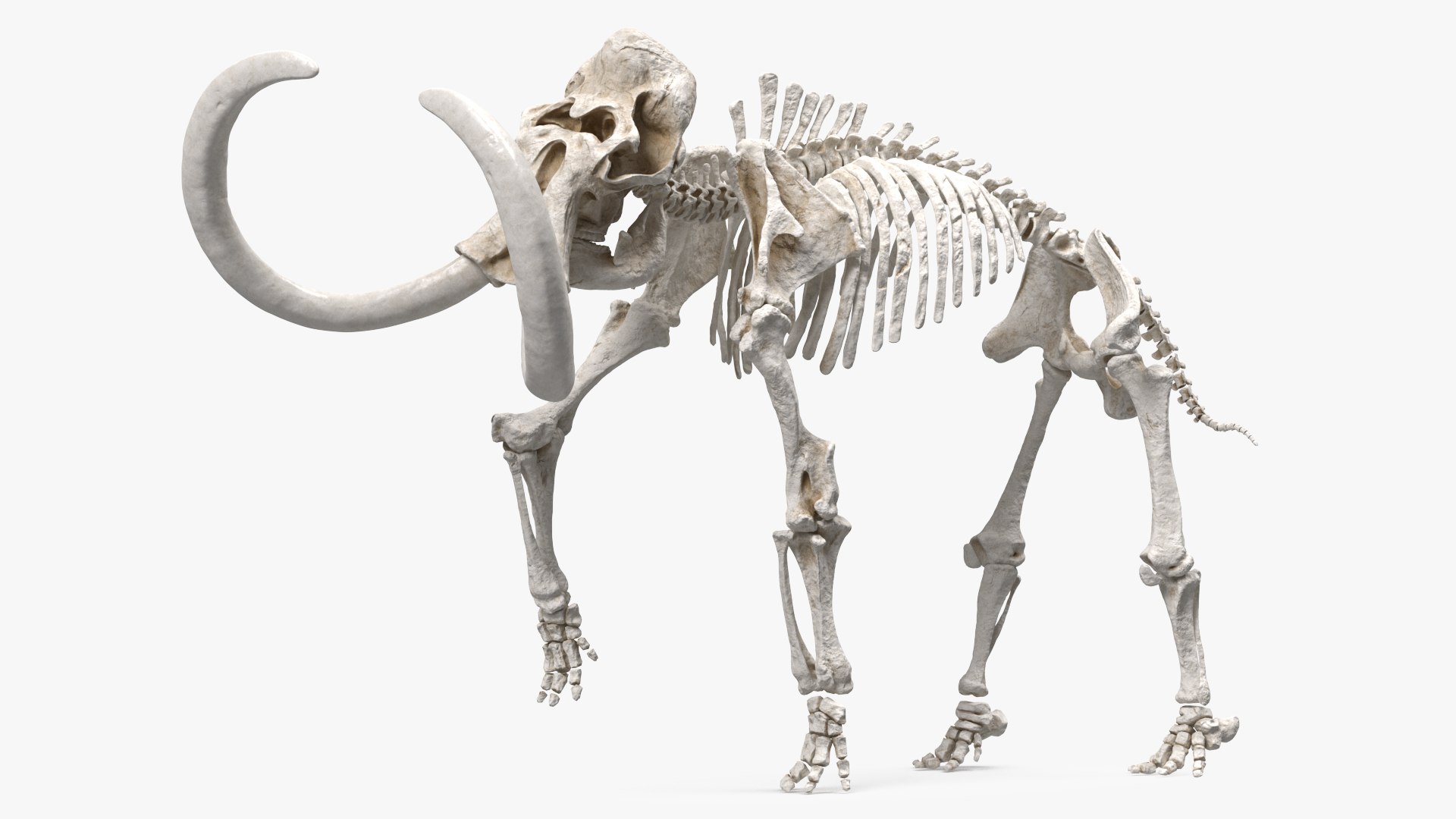 Mammoth Skeleton Clean Bones Walking Pose 3D model preview