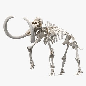 Mammoth Skeleton Clean Bones Walking Pose