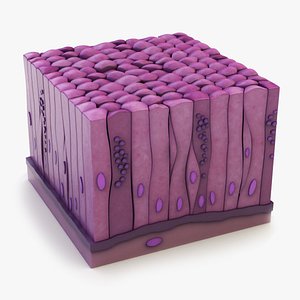 Glandular Epithelium 3D