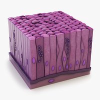 Glandular Epithelium
