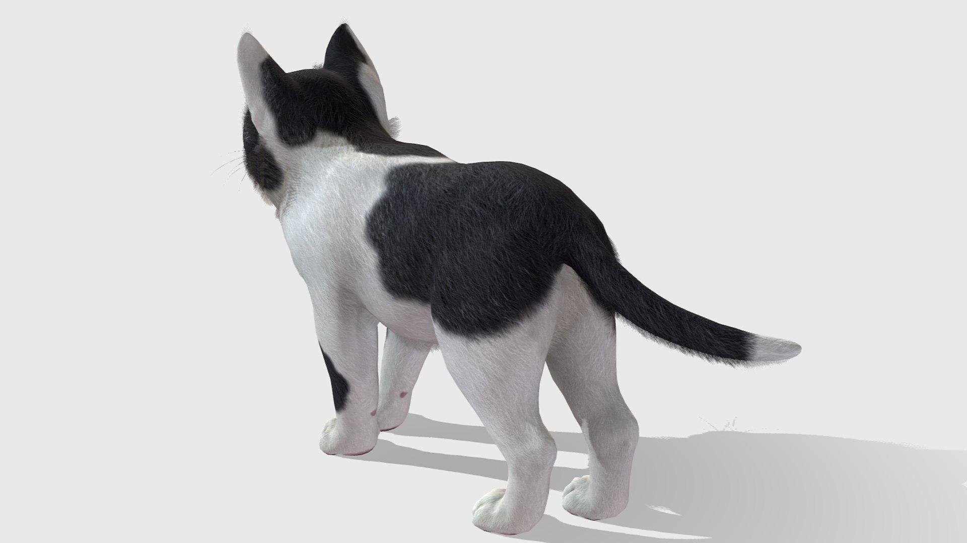 3D Kitten - Simple https://p.turbosquid.com/ts-thumb/FP/NgvS8X/YK/r4/png/1689148905/1920x1080/fit_q87/084022b041e5d81bd4759bfb4069ec9b9b31d58c/r4.jpg