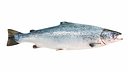 Salmon Fish