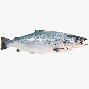 Salmon Fish 3D