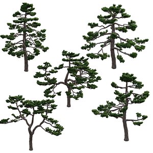 3D Pinus thunbergiana 02