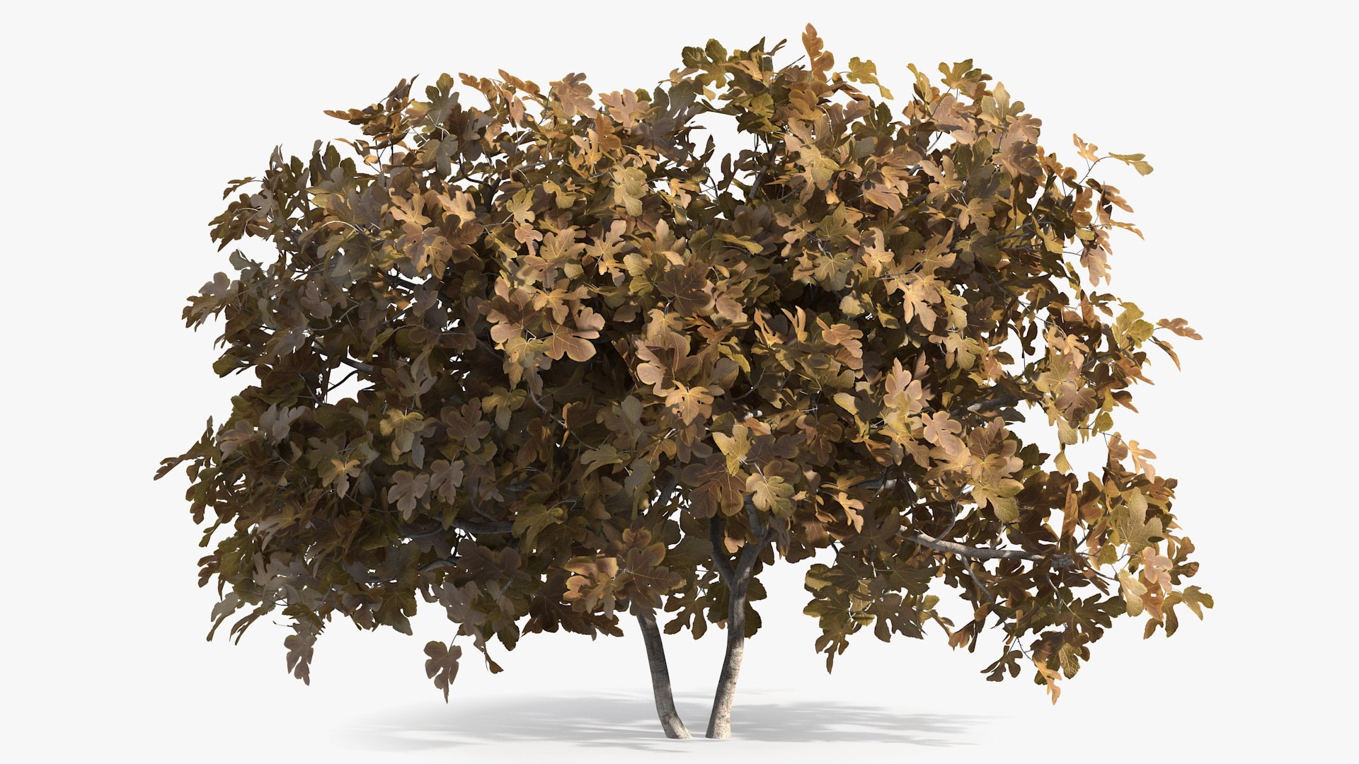 Autumn Fig Tree Two Trunks 3D model preview