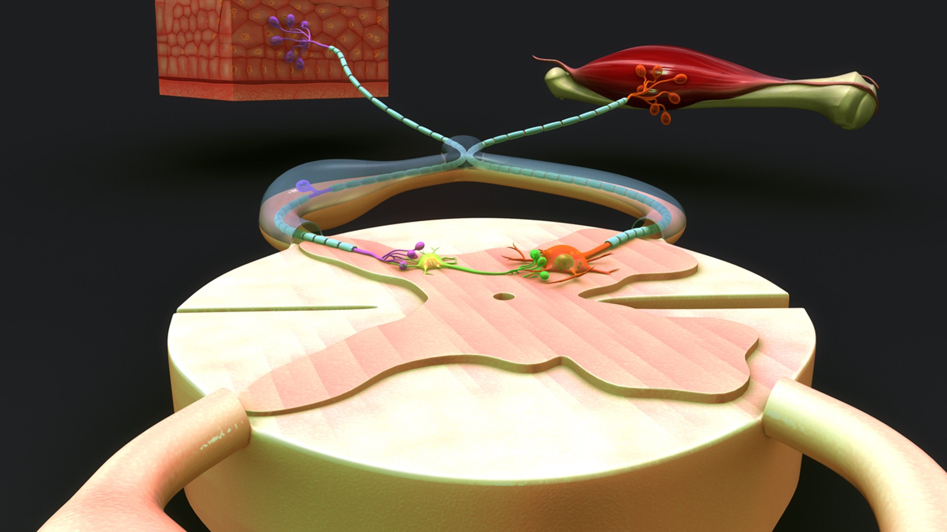 3d Model Reflex Action