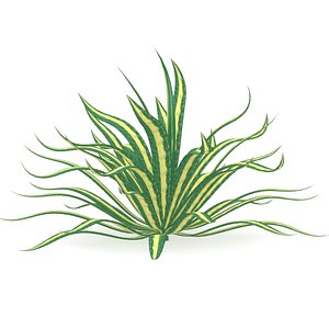 Agave americana