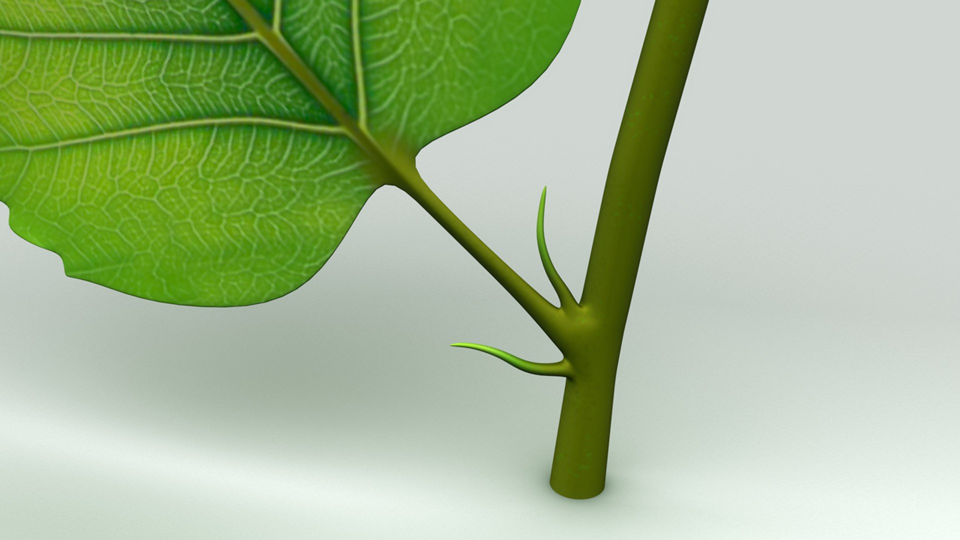 Plant Leaf 3d Model