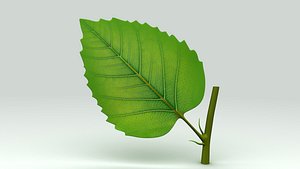 plant leaf 3d model