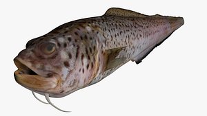 Spotted Cusk Eel - Chilara taylori