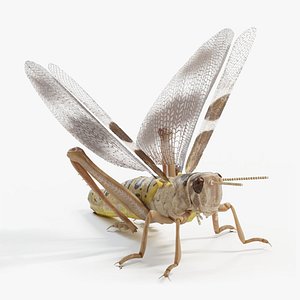 Grasshopper Static 3D model