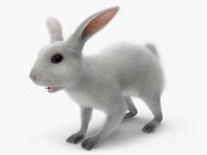 white rabbit 3D model