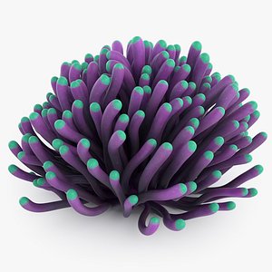 Euphyllia Coral